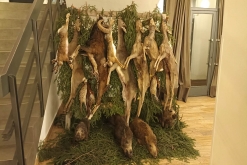 Myslivecký ples - Centrum kultury LOVOš, Lovosice (20. 1. 2023)