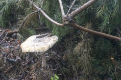 RAVE Rampage - Blansko, Kaplice