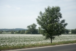 Matuřitní přeplesk