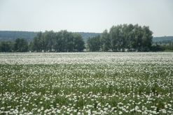 Matuřitní přeplesk