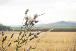 Drumybassy Open Air 2021