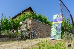 Putování po vinicích Malých Žernosek 2022