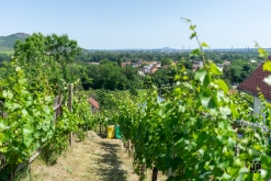 Putování po vinicích Malých Žernosek 2022