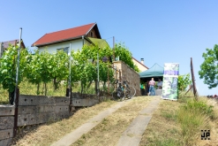 Putování po vinicích Malých Žernosek 2022