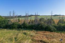 Tribal Ritual II (2024)