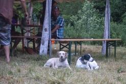 Beats of the bees (29.6.2024)