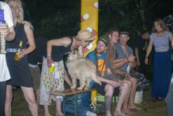 Beats of the bees (29.6.2024)