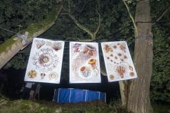 OKO OK - Krásný Les, 27.7.2024