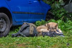 Bass Vultures - 3.8.2024